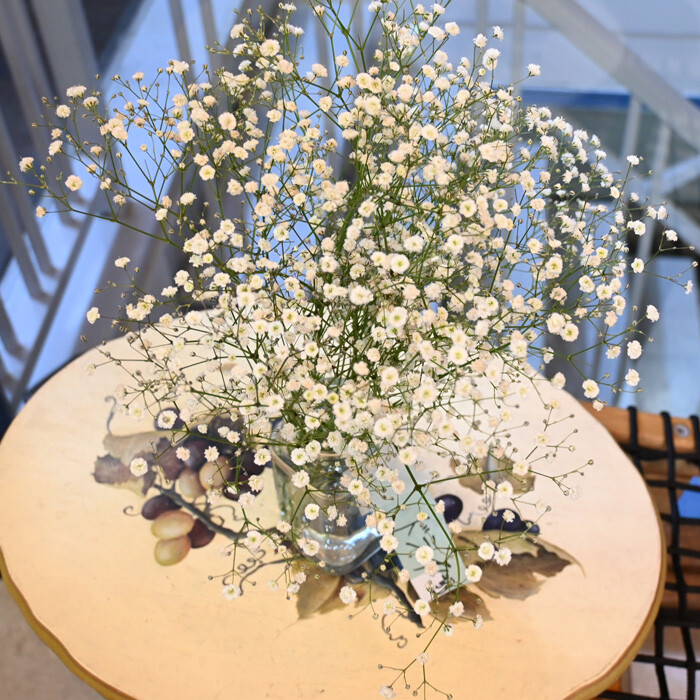 祈念のカスミソウをドライフラワーにして残す