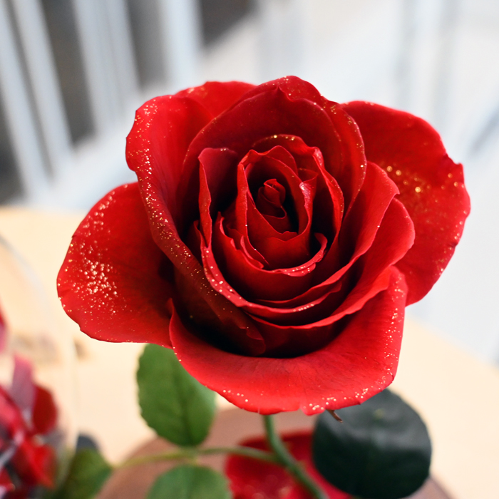 花の保存・美女と野獣風シンプル