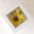 花の保存・15cm正方形2.3花アレンジ