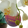 光触媒アートフラワー・5本立ホワイト胡蝶蘭(造花)H72×W50cm送料無料