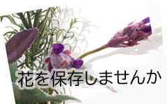 ハナコドットフラワー/記念の花、バラ1本、ひまわり、プロポーズの花を残す、花を半永久保存　プリザーブドフラワーやドライ加工アレンジ